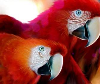 Papageien, Dass Zeichnung Tapete Tiere Papageien