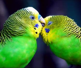 Papagaios Em Animais De Papagaios De Papel De Parede De Amor