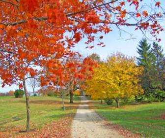 Path In Autumn Trees