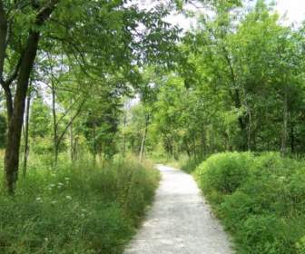Path Through The Trees
