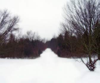 Jalan Melalui Hutan Di Salju
