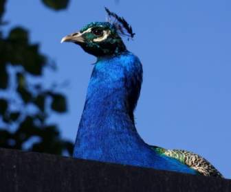 Pavo Cristatus Peacock Tỷ Blue