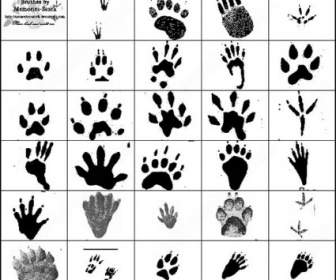 Paw Prints Bird Footprints And Stuff Each Brush