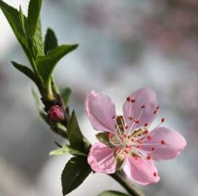 Peach Blossom Cherry Blossom Spring