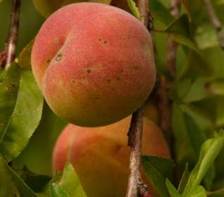 Peach Peach Tree Malum Persicum
