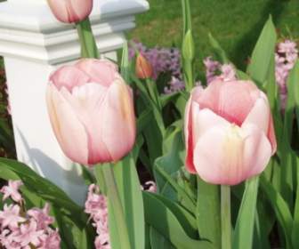 Peach Tulips Amp Pink Hyacinth