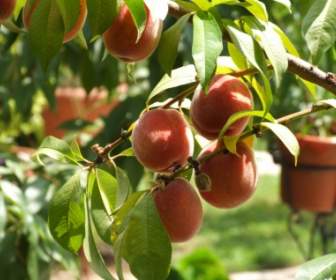 Peaches Wallpaper Fruits Nature