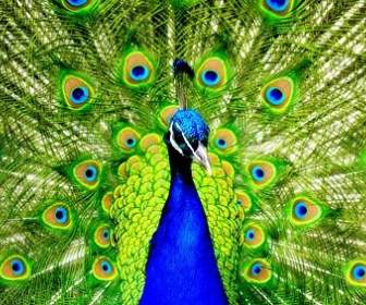 Peacock Closeup Picture