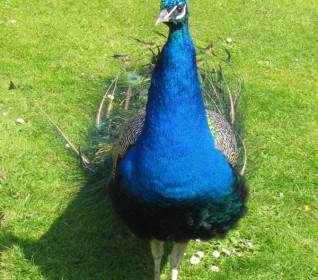 Peacock On Grass