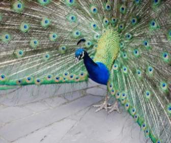 Peacock Showing Feathers