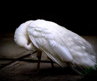 Pfau Weißer Vogel