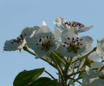 Pear Blossom Pear Flower