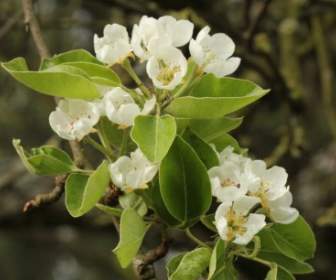 pear blossom white tender