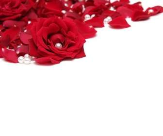 珍珠的红色玫瑰花瓣图片