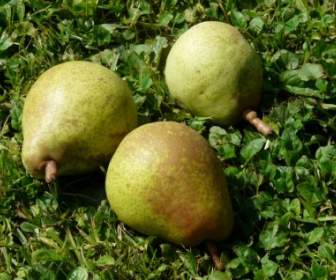 Pears Meadow Harvest