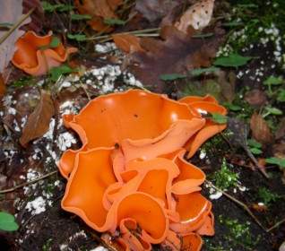Peel Fungus