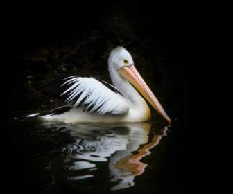 Pelican Burung Laut Burung