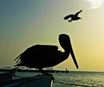 Pelikan Silhouette Vogel