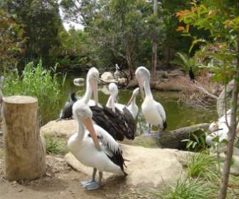 Pelikane Vogel Natur