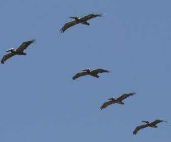 Pelicans Flying Overhead