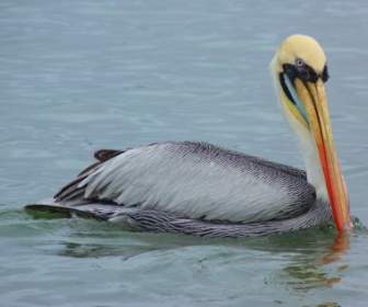 Pelikan Wasservogel