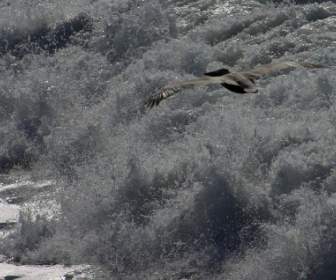 Pelikan Wave Glide