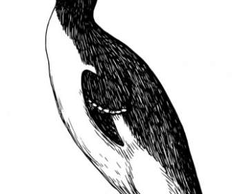 Clipart De Pinguim
