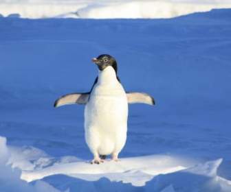 смешные голубой пингвин