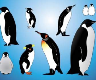 Vecteurs De Pingouins