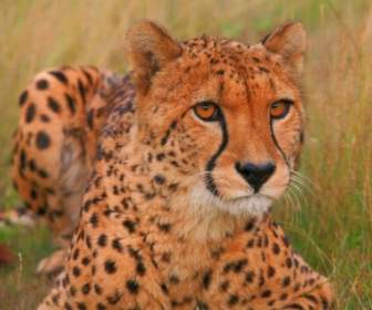 Пепо Cheetah обои животных гепарды