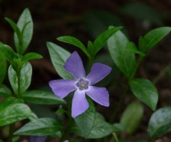 Pianta Di Pervinca Fiore