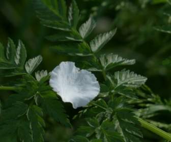 Fleur Du Pommier Pétale Blanc