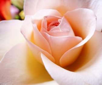 Fiore Di Petalo Rosa