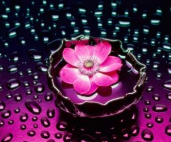 Petals And Water Wallpaper Flowers Nature