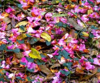 Blütenblätter Bunt Rottöne