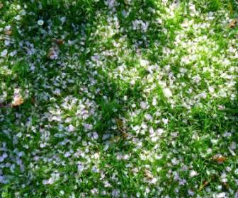 白色花瓣草甸