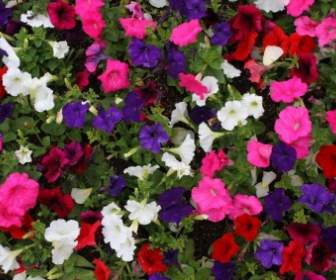 Petunie Blüten Hintergrund