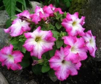 petunia pink colors