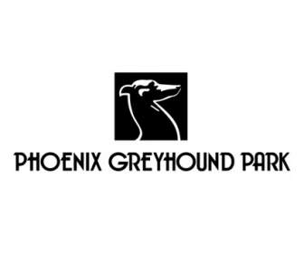 Phoenix Park Greyhound