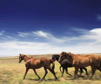 大草原上的马的图片