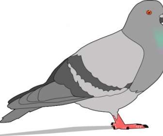 Pigeon Clip Nghệ Thuật