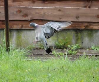 Taube, Die Landung