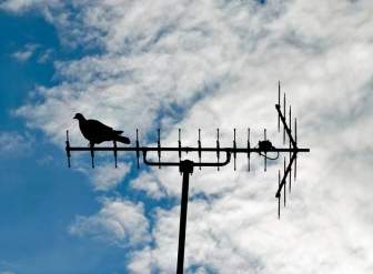 Taube Auf Der Antenne