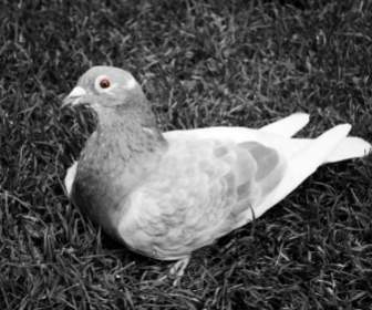 Pigeon Sur L'herbe