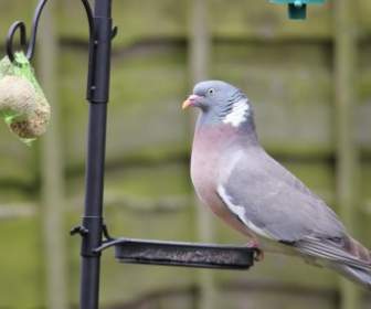 Pigeon Stealing From Bird Feeder
