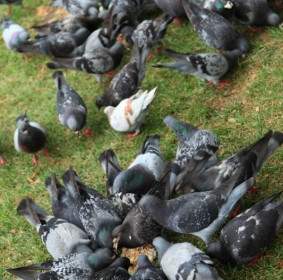 Pigeons D'alimentation