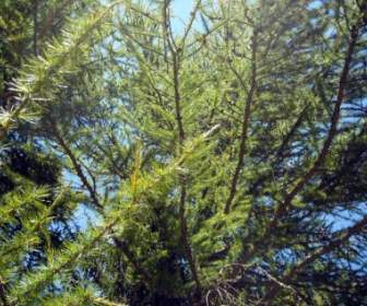 Cabang-cabang Pinus