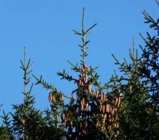 Pine Cones Tap Tree