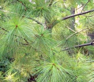Jarum Pinus