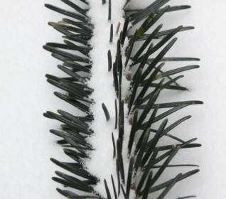 Jarum Pinus Tannenzweig Jarum